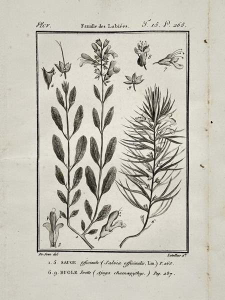 Jacques de Sève (active 1742–1788) – Botanical Study of Sage and Bugle – Engraving (1749)