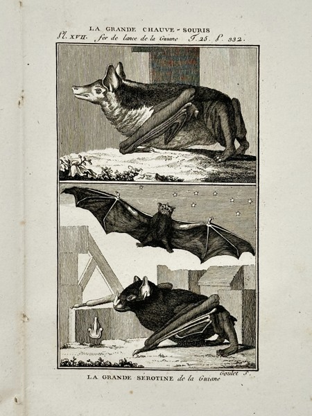 Jacques de Sève (active 1742–1788) – Zoological Study of Bats – Hand-coloured engraving (1749)