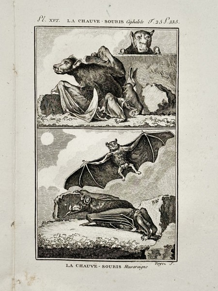 Jacques de Sève (active 1742–1788) – Zoological Study of Bats – Engraving (1749)