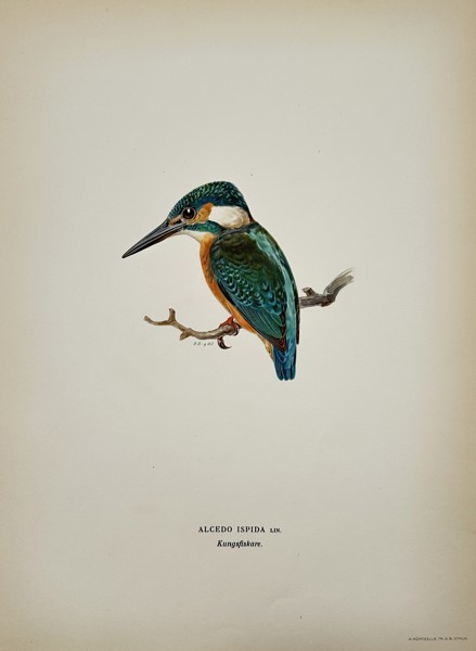 Wilhelm von Wright (1810–1887) – Study of a Common Kingfisher – Lithograph (1920s)