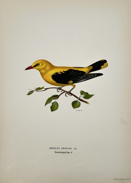 Wilhelm von Wright (1810–1887) – Study of a Eurasian Golden Oriole – Lithograph (1920s)