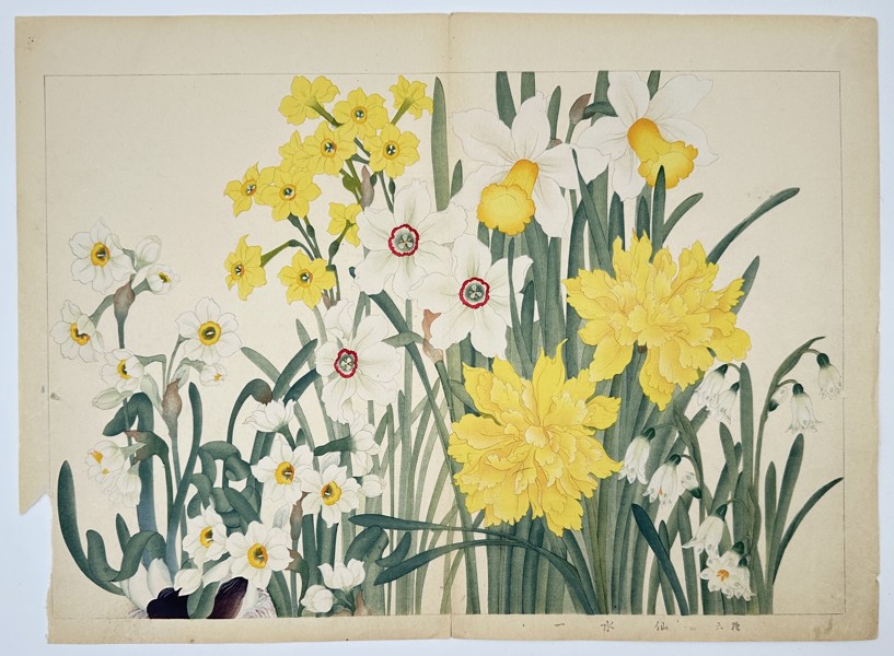 Kônan Tanigami (1879–1928) – Garden Narcissus and Spring Flowers – print