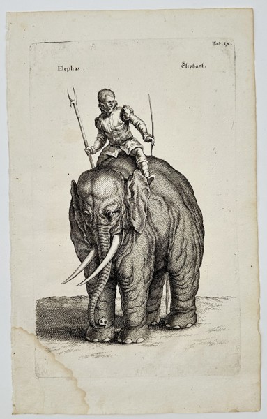 Matthaeus Merian (1593–1650) – Elephant with a rider – engraving (1650)