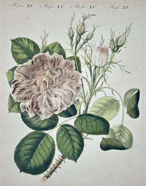 Friedrich Justin Bertuch – Study of a Multi-petaled Rose – Engraving with hand