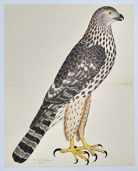 Olof Rudbeck the Younger (1660–1740) – The Honey Buzzard (Falco Buteo)