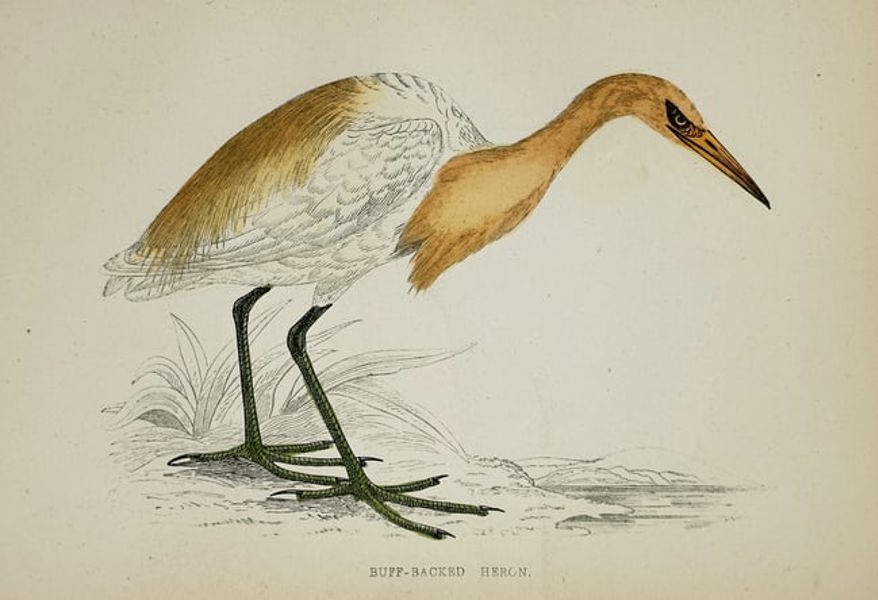 Francis Orpen Morris (1810–1893) – Illustration of Buff-Backed Heron - Hand-colored engraving