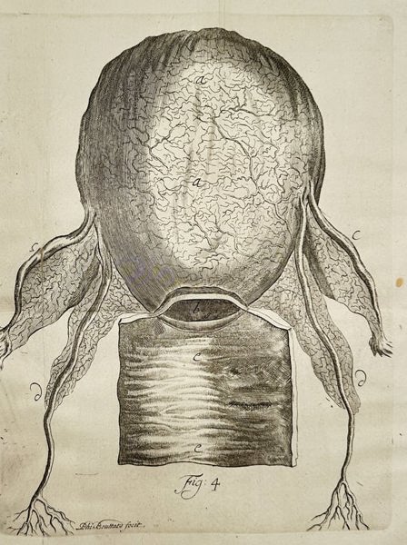 Hendrik van Deventer (1657–1724) – Anatomical Illustration of the Eye – Engraving