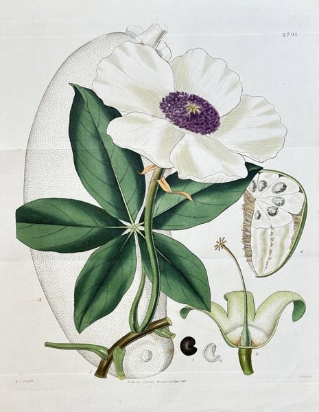 Samuel Curtis (1779–1860) – Malabar Chestnut – Hand-coloured engraving (1828)