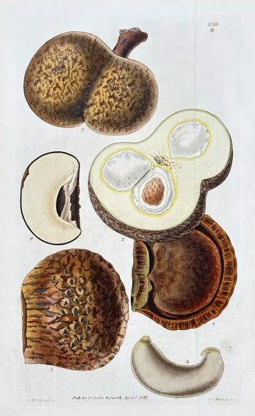 Samuel Curtis (1746–1799) – Custard Apple – Hand-coloured engraving (1827)