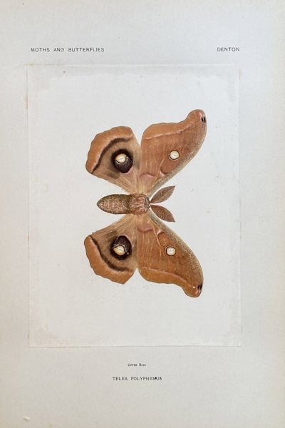 Sherman F. Denton (1856–1937) – Polyphemus Moth – Nature print (Circa 1898)