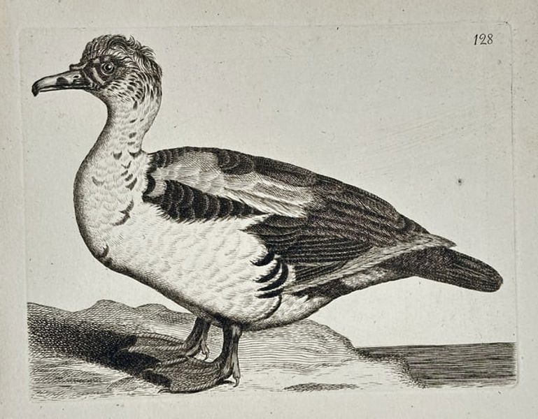 Francis Barlow (c. 1626–1704) – Study of a Goose – Engraving (Late 17th Century)