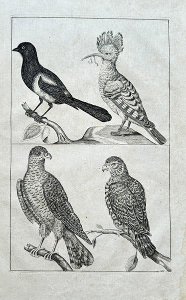 Frederick de Wit (1630–1706) – Studies of Birds (Magpie, Hoopoe, Hawks) -