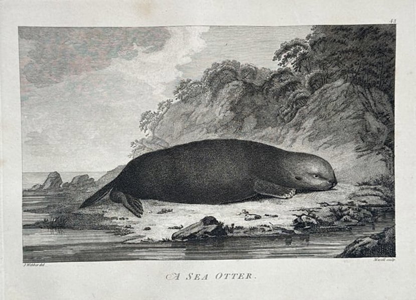 John Webber (1751–1793) – A Sea Otter – Engraving - Large Folio (1784)