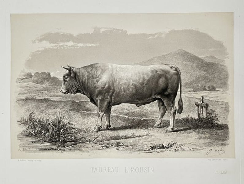 Émile Baudement – Limousin Bull (Taureau Limousin) – Heliogravure print finished