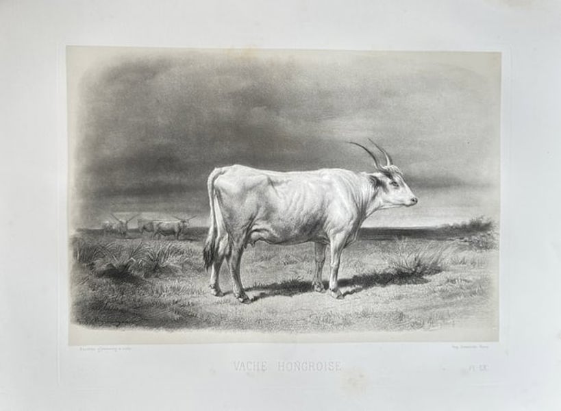 Emile Baudement (1819–1886) – Hungarian Cow – Lithograph (c. 1845)