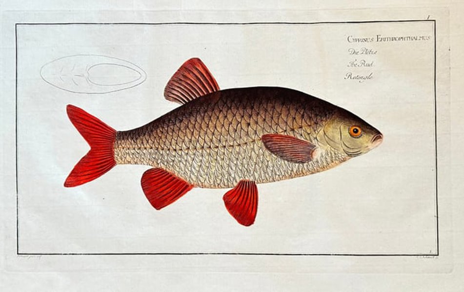 Marcus Elieser Bloch (1723–1799) – The Roach (Cyprinus erythrophthalmus)