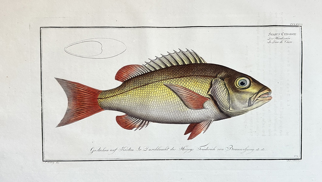 Marcus Elieser Bloch (1723–1799) – The Coral-lip Sea Bream – Engraving, Hand-coloured (c. 1785)