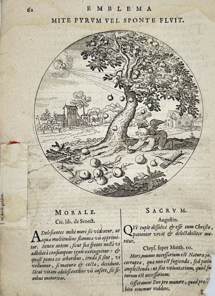 Jacob Cats (1577–1660) – Emblema: The Ripe Apple Falls by Itself – Engraving