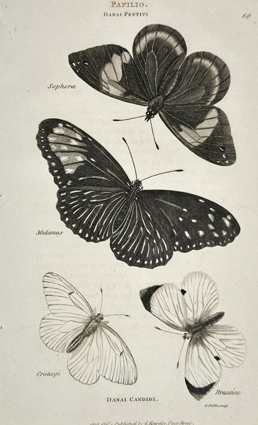 George Shaw (1751–1813) – Papilio (Danal Candidi) – Engraving (c. 1800)