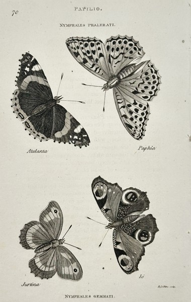 George Shaw (1751–1813) – Papilio (Nymphales Gemmati) – Engraving (c. 1800)