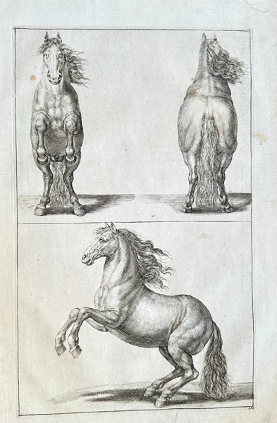 Gerard de Lairesse (1640–1711) – Studies of a Rearing Horse – Engraving