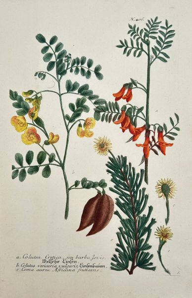 Johann Wilhelm Weinmann – Austrian Pea, Scorpion Senna, and Pine