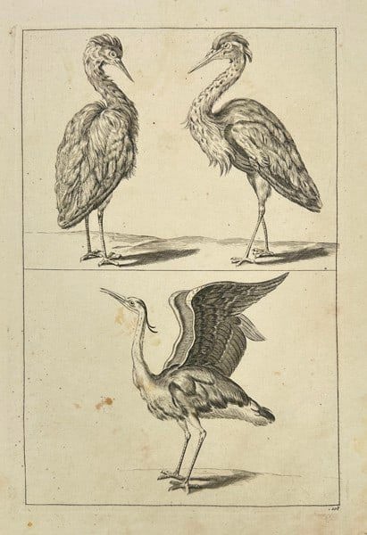 Frederick de Wit (1629–1706) – Study of Herons – Copperplate Engraving