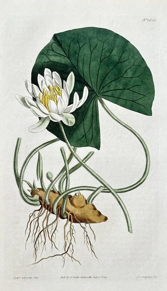 Samuel Curtis (1746–1799) – Yellow Water Lily – Hand-coloured engraving (1814)