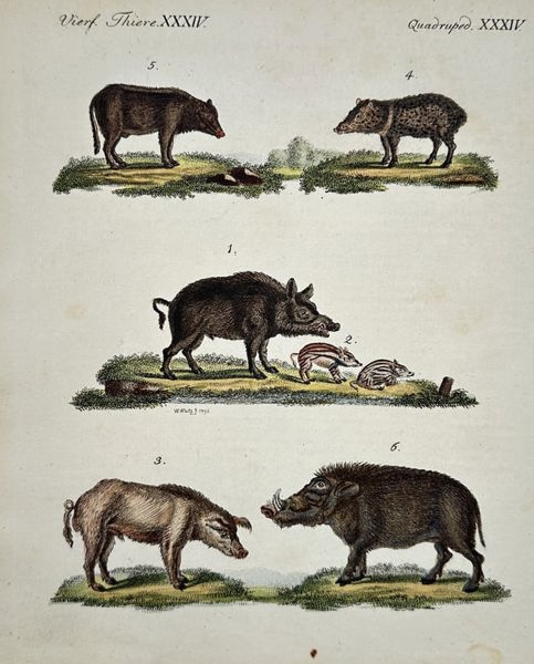 Friedrich Justin Bertuch – Wild Pigs and Peccaries Zoological Illustration