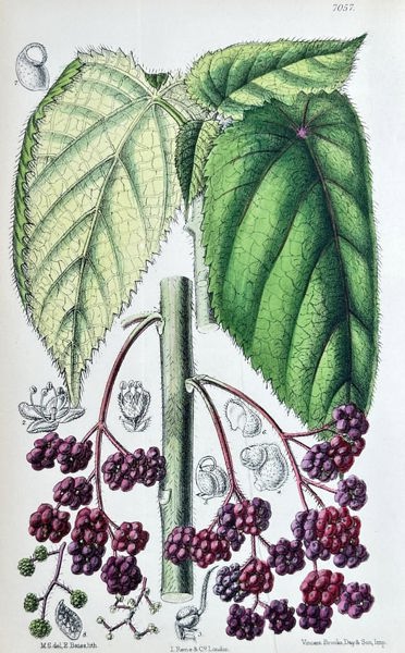 William Curtis (1746–1799) – Foliage and Berries (Viburnum or Rubus Species)