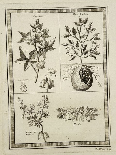Quentin-Pierre Chedel – Botanical Study of Cotton, Potatoes, and Other Plants