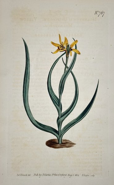 William Curtis – Yellow Melanthium – Hand-colored engraving (1804)