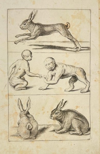 Frederick de Wit – Studies of Hares and Comparative Anatomy – Copperplate Engraving