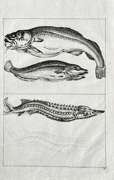 Frederick de Wit (c. 1629–1706) – Illustrations of Fish – Engraving (circa 1720)