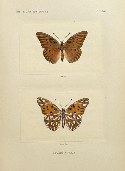 Sherman F. Denton – Agraulis vanillae (Gulf Fritillary) – Halftone Print
