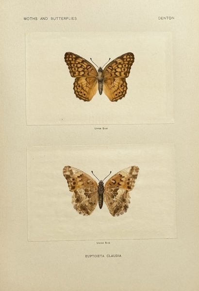 Sherman F. Denton – Euptoieta claudia (Variegated Fritillary) – Halftone Print