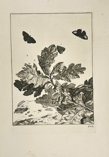 Jacob l’Admiral II – Flying Butterflies and Other Insects Above a Branch