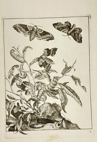 Johannes Sluyter – Moths and Larvae on a Peach Branch – Engraving (1774)