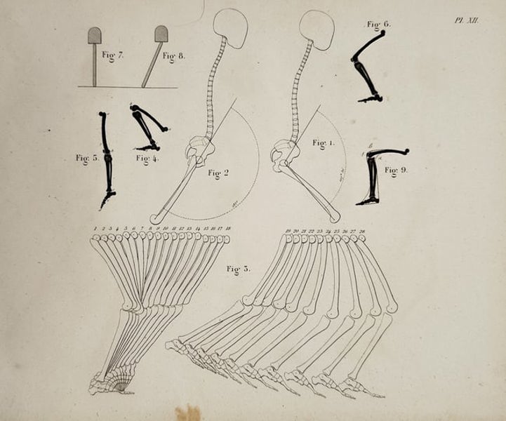 Jean-Baptiste Marc Bourgery – Anatomy and Mechanics of the Human Locomotion