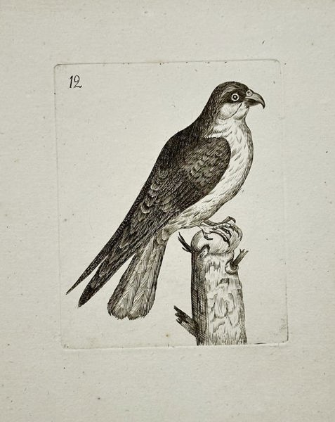 Thomas Pennant (1726–1798) – Bird Study (12) – Engraving (18th Century)