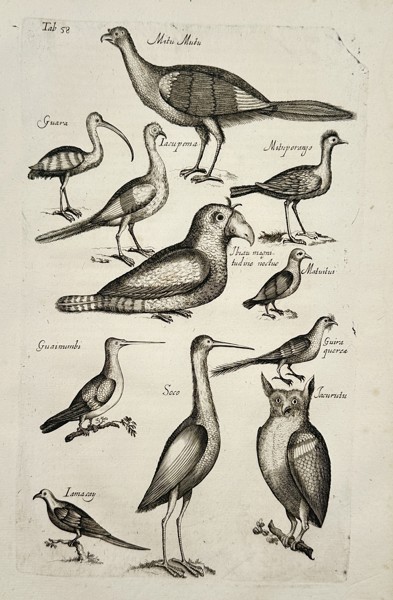 Johannes Jonstonus (1603–1675) – Natural History Study of Brazilian Avifauna – Copper engraving (1650)