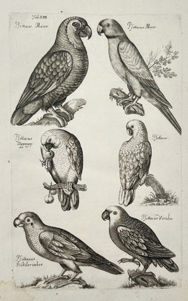 Johannes Jonstonus (1603–1675) – Comparative Study of Various Parrot Species – Copper engraving (1650)