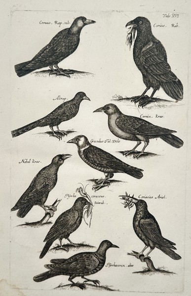 Johannes Jonstonus (1603–1675) – Zoological Study of Ravens and Crows – Copper engraving (1650)