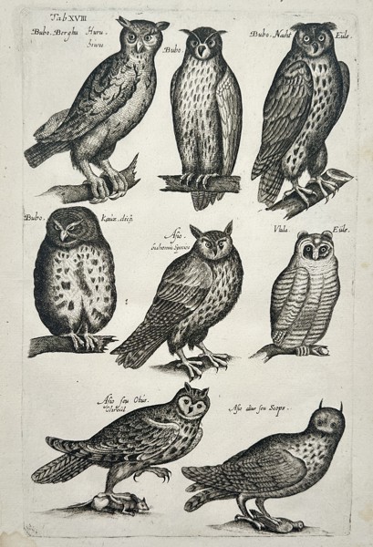 Johannes Jonstonus (1603–1675) – Ornithological Study of Owl Species – Copper engraving (1650)