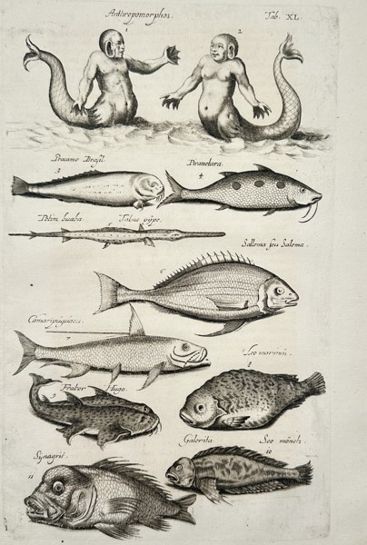 Johannes Jonstonus (1603–1675) – Study of Mythological Merfolk and Exotic Fish – Copper engraving (1650)