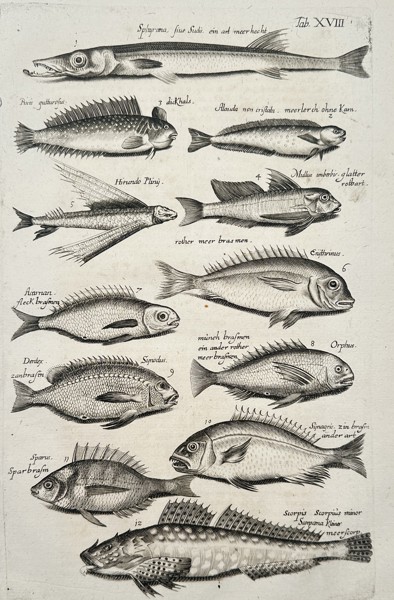 Johannes Jonstonus (1603–1675) – Study of Diverse Mediterranean Fish Species – Copper engraving (1650)