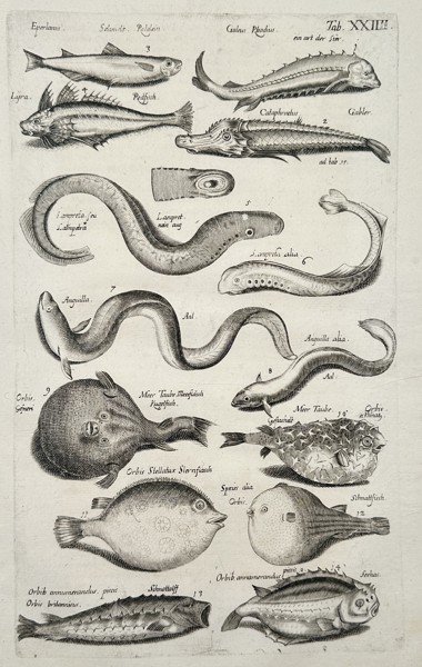 Johannes Jonstonus (1603–1675) – Study of Eels and Globefish Varieties – Copper engraving (1650)