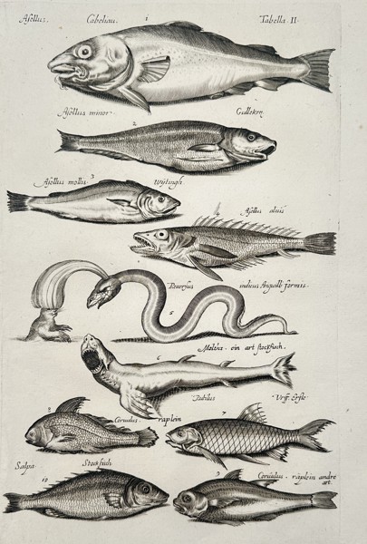 Johannes Jonstonus (1603–1675) – Study of Marine Fish and Sea Serpents – Copper engraving (1650)