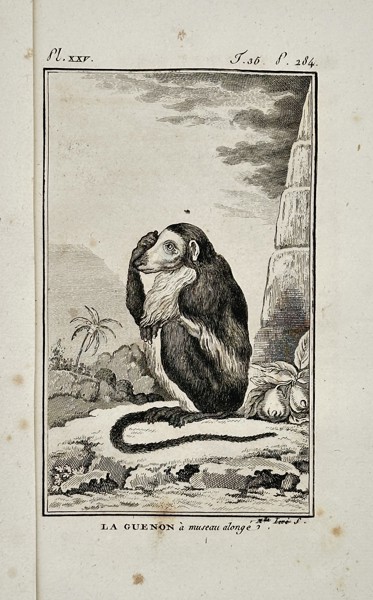 Georges-Louis Leclerc, Comte de Buffon (1707–1788) – Portrait of a Long-nosed Monkey – Engraving (1770)