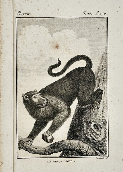 Georges-Louis Leclerc, Comte de Buffon (1707–1788) – The Black Ape – Engraving (1770)